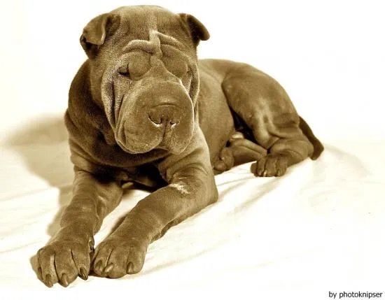 Shar Pei / Chinese Shar Pei / Chinese Fighting Dog | El perro de ...