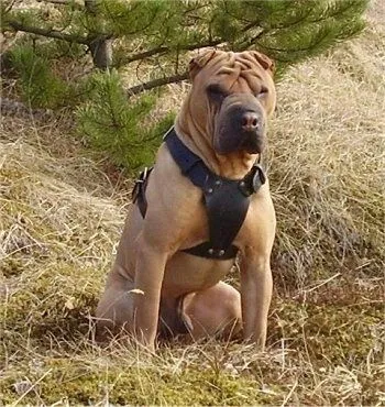 Shar-Pei Pictures and Photos, Chinese Shar-Pei Pictures, Shar Pei ...