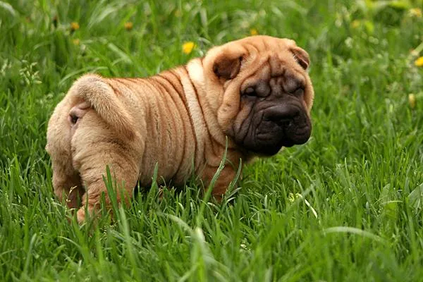 Shar-Pei puppies pictures of different colors: blue, lilac, red ...