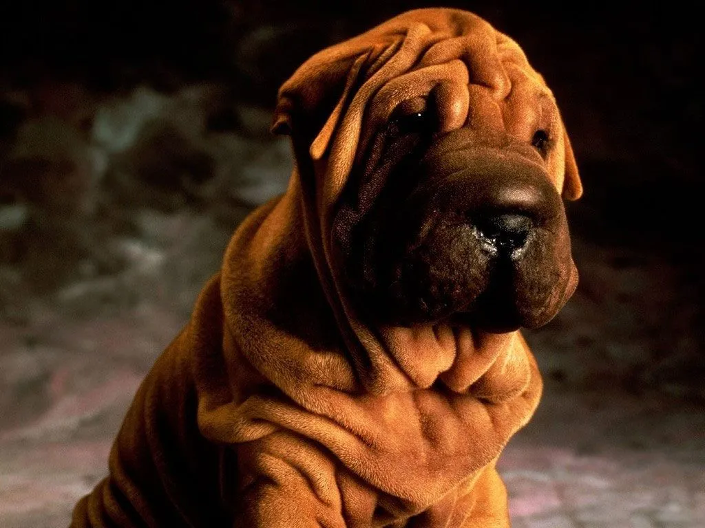 Shar-Pei – Towel Dog: Eye Care of Chinese Shar-Pei