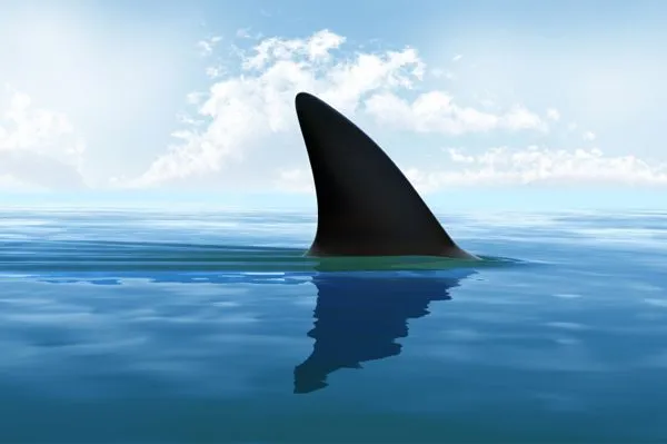 Shark fin ban in California