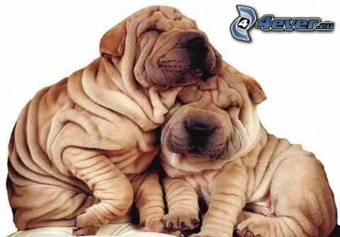 Sharpei