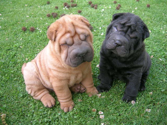 Sharpei + bonsai. - Boneca de louça