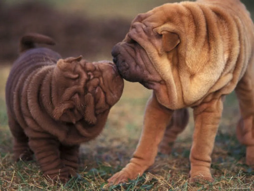 sharpei | Cuidar de tu perro es facilisimo.