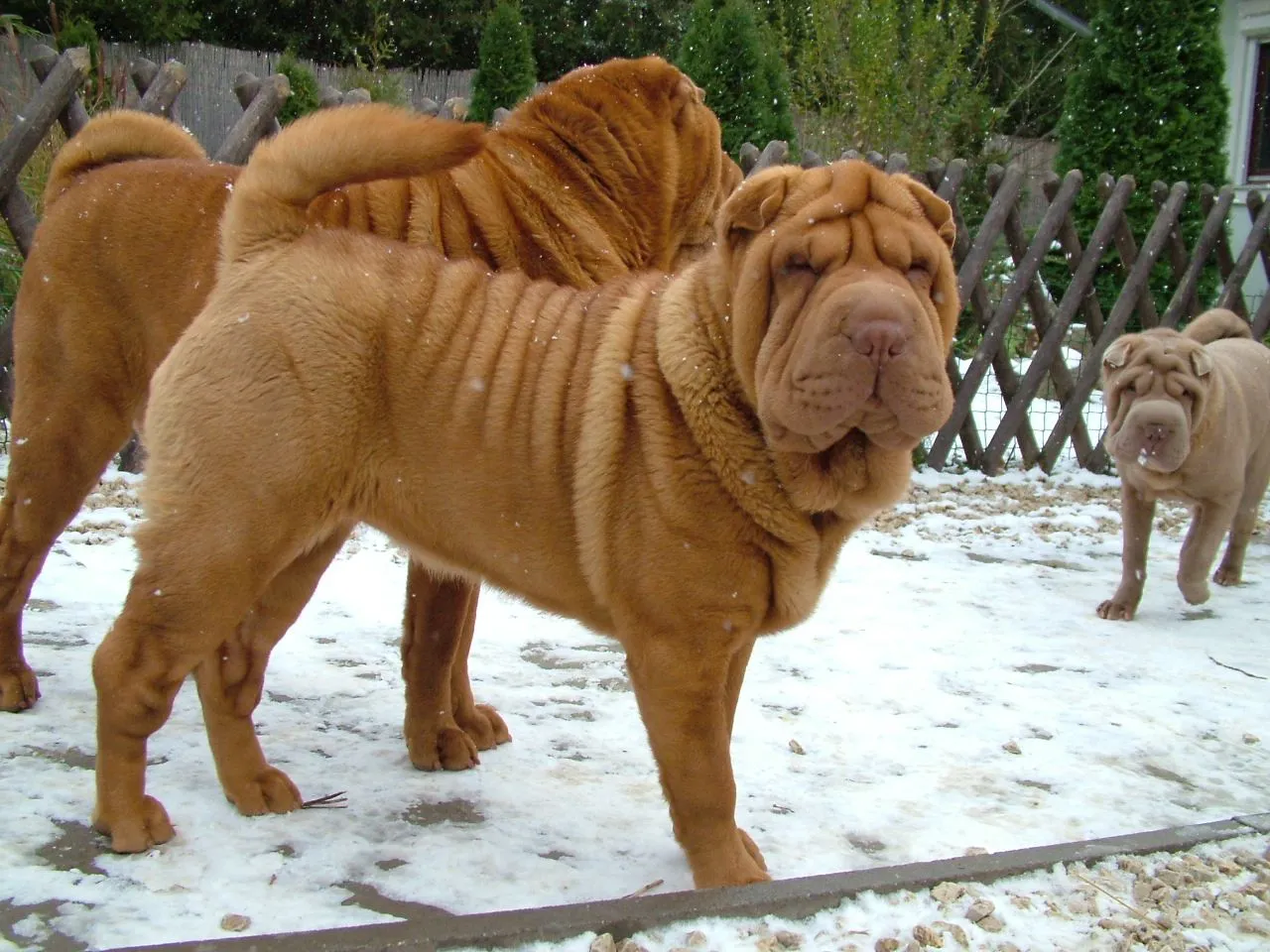 sharpei's are my favorite dog | Publish with Glogster!