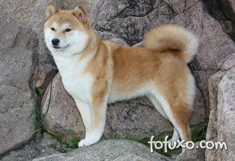 Shiba Inu - Raças de Cachorros