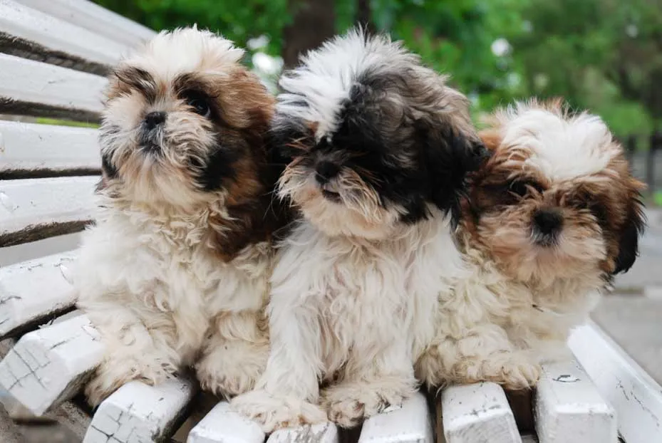 Shih Tzu / Perro León / Chinese Lion Dog / Chrysanthemum Dog | El ...