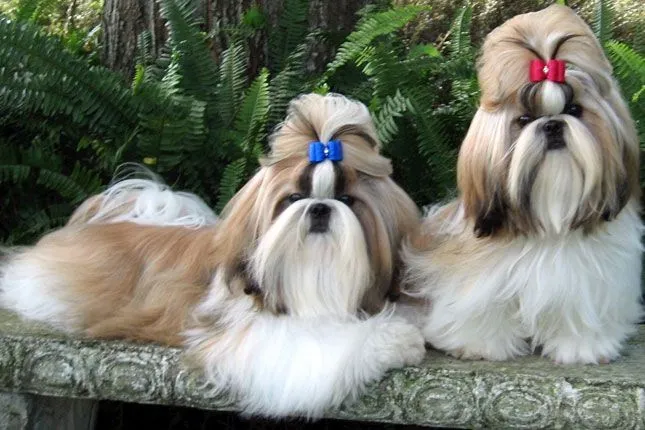 Shih Tzu Puppies for Sale from Reputable Dog Breeders