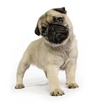 shih tzu puppies: Pug Puppies Pictures and Information