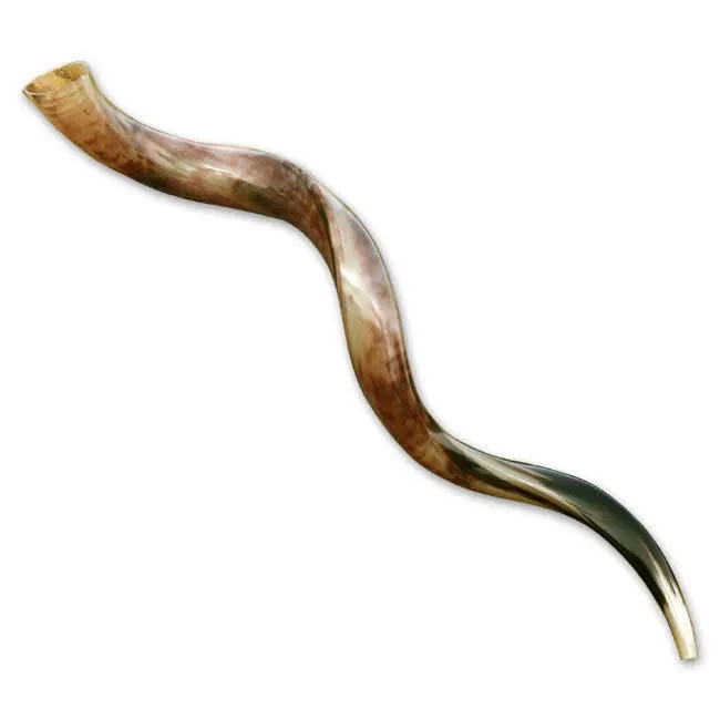 Shofars for Sale at JesusBoat.com | Shofars | Jewish Horn | Rams ...