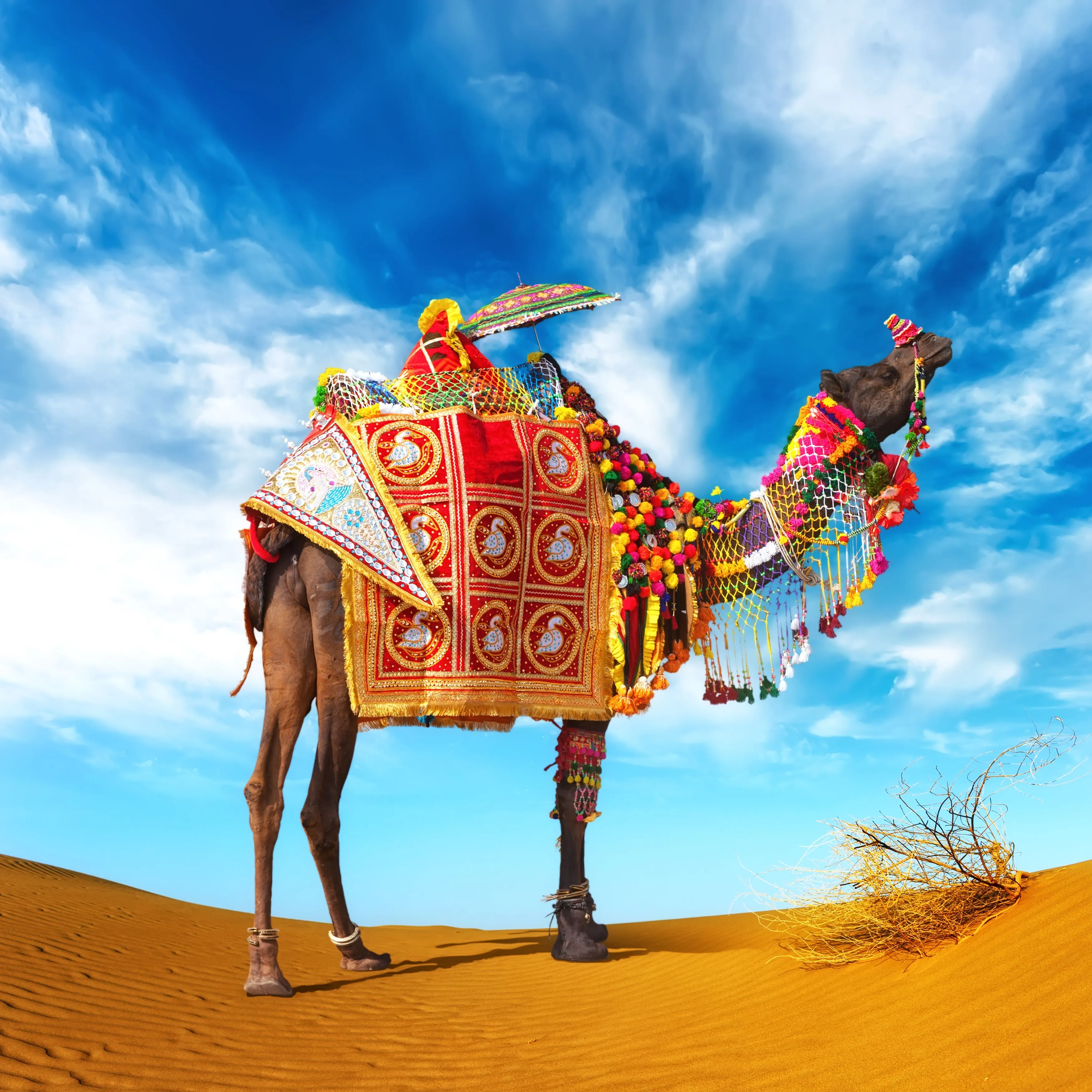 Shutterstock free image of the week Camel in fancy dress ...