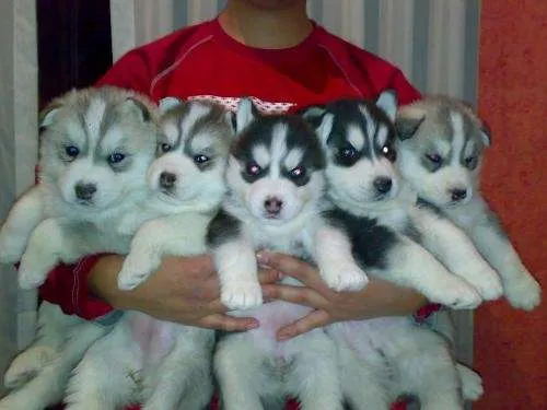 Siberian husky cachorros - Distrito Federal, Mexico - Animales ...
