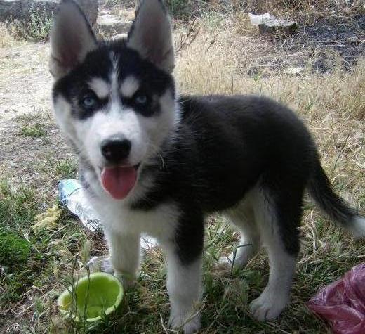 Siberian Husky en Colombia, Venta de Siberian Husky en Colombia ...