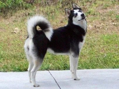 Siberian Husky Pictures and Photos, Husky Pics, 3