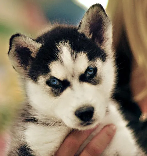 siberian husky that I saw in Petsmart | Flickr - Photo Sharing!