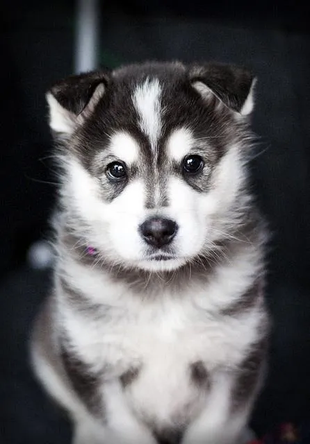 Siberian Husky Wallpapers - Android Apps on Google Play