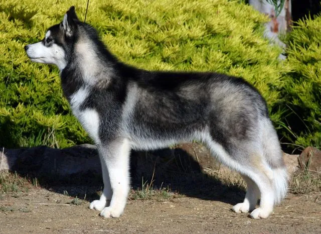 Siberian Husky - Wikipedia, the free encyclopedia