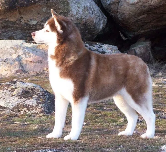 Siberiano Husky: Husky Colores Comunes