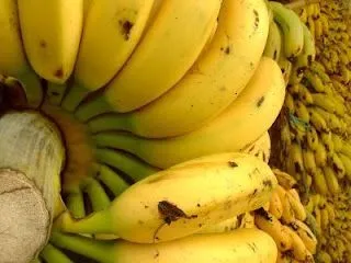 sibiladeluna: EL JOYERO DE BANANOS