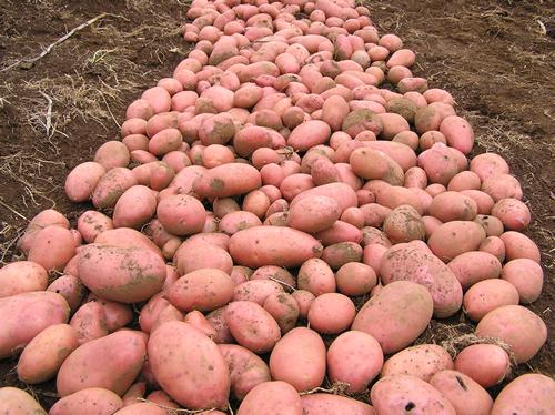 Siembra de papa en Carabobo obtuvo efectividad de 96%