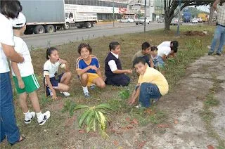  ... : SIEMBRAN 25 MIL PLANTAS Y ARBOLES, NIÑOS DE EDUCACION PRIMARIA