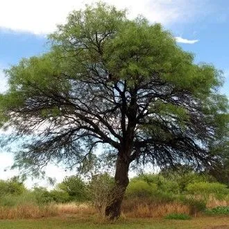 Sierra de Estepa (Sevilla): FLORA TÍPICA DE LA COMARCA DE ESTEPA