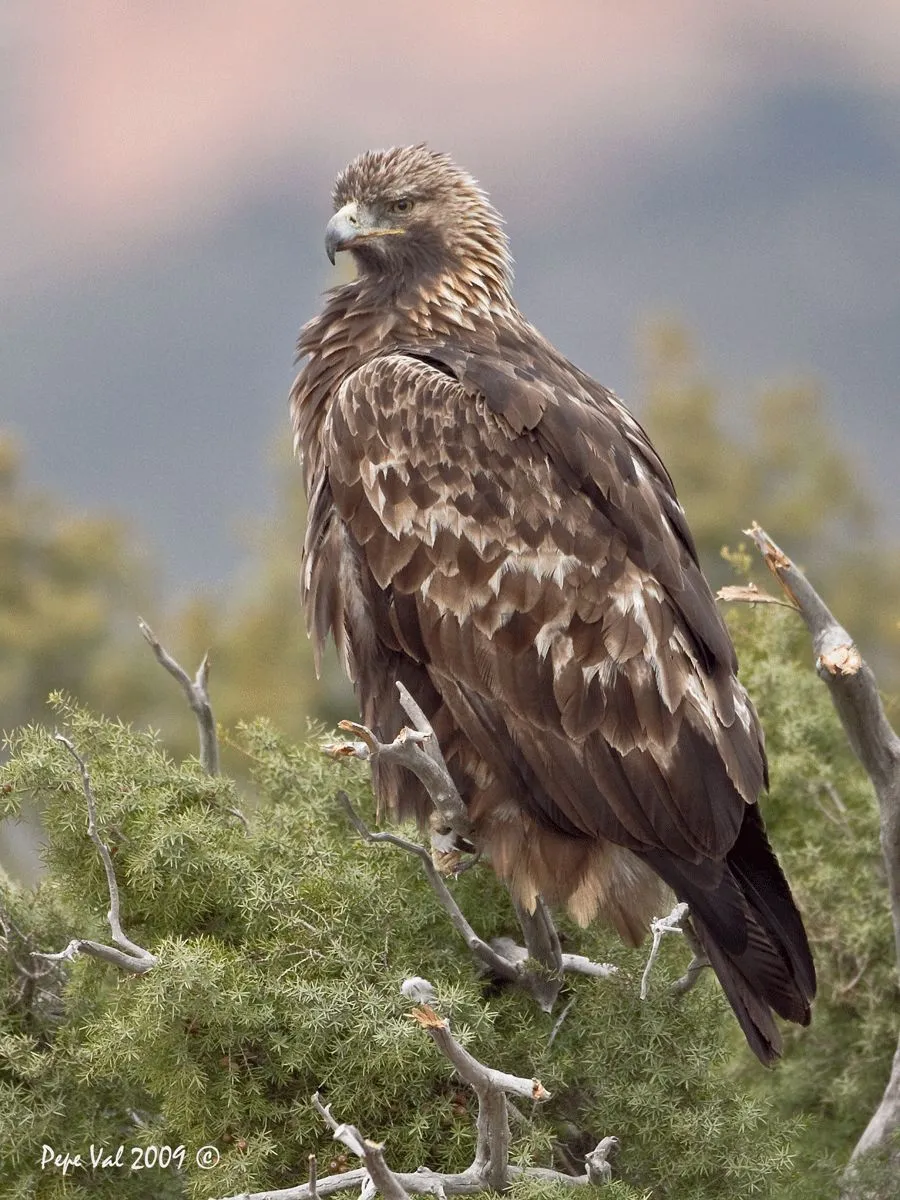 Sierra de Guara III. Águila Real y Perdicera. | FOTOGRAFIAS CON ...