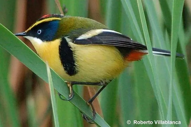 Siete-colores - AVES DE CHILE