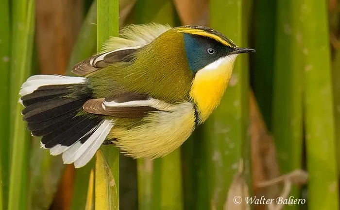 Siete-colores - AVES DE CHILE