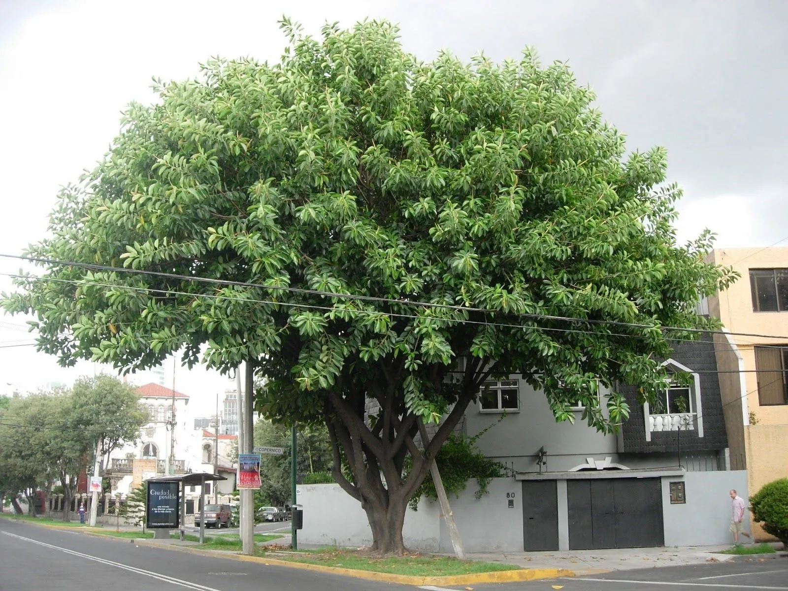 Siglo en la brisa: Árboles comunes de la ciudad de México (