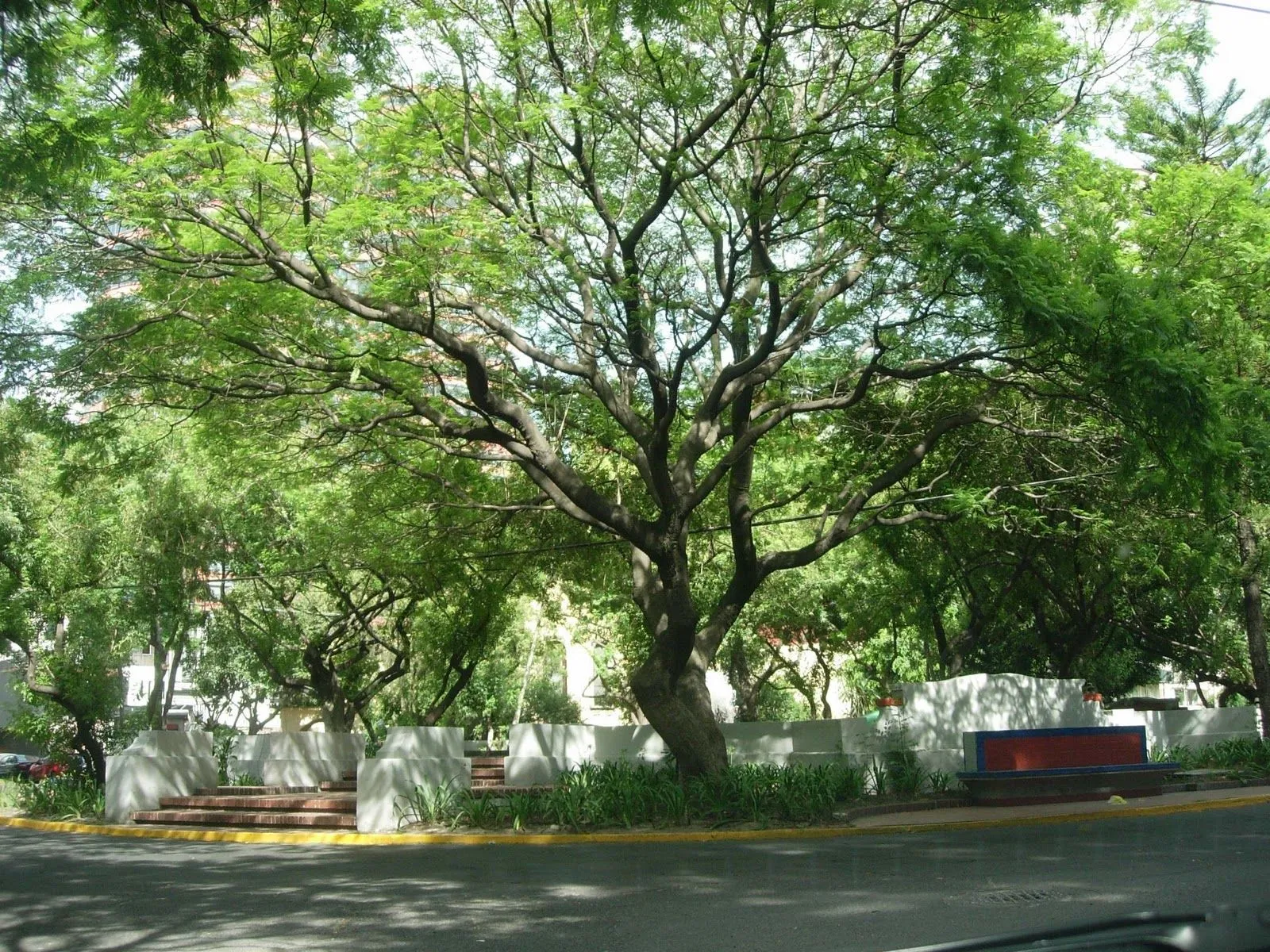 Siglo en la brisa: Árboles comunes de la ciudad de México (