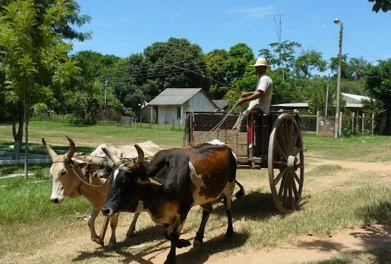 Que significa soñar con carreta | Significado de los sueños ...