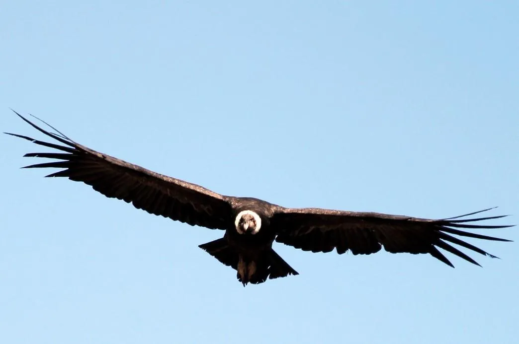 Significado del cóndor como animal de poder