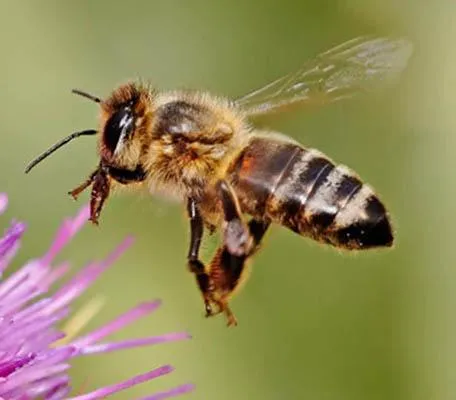 Significado de Soñar Con Abejas | Significados de sueños