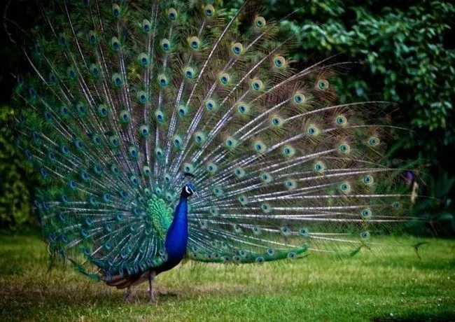 Significado de soñar con: pavo real..