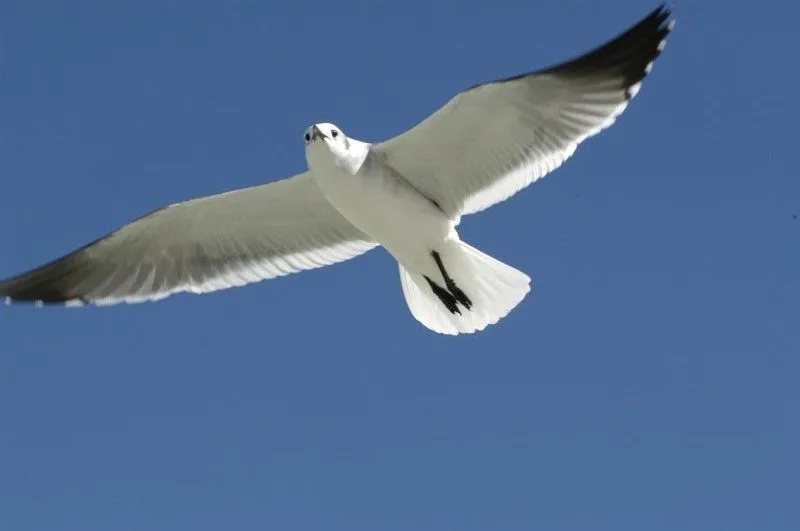 Significado de soñar con Gaviotas - Significado de los sueños