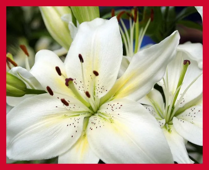 Los Significados de las Flores - El Lenguaje de las Flores | FOTOBLOG ...