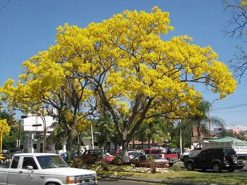 El Signo de La Espada: Primaveras