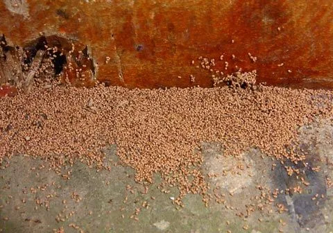 Signs of drywood termites - Termite Web