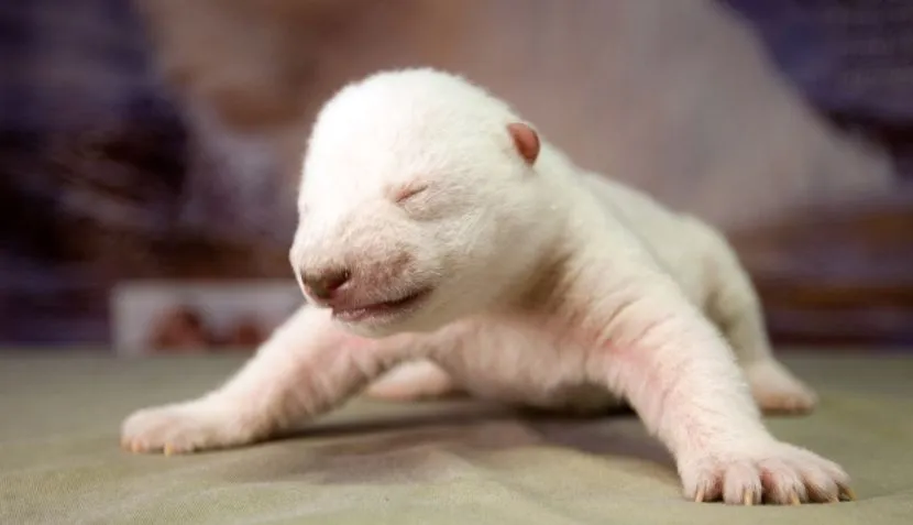 Siku, el tierno oso polar que lucha por sobrevivir en cautiverio ...