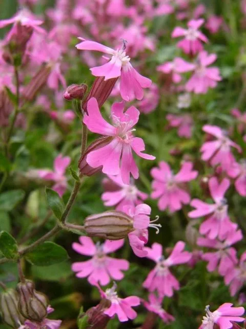 Silene y Saponaria: fotos de estas flores rosas - Foro de InfoJardín