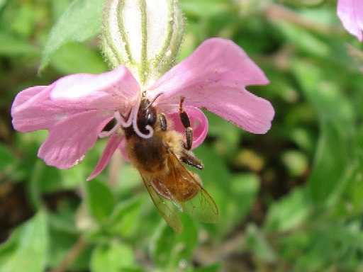 Silene y Saponaria: fotos de estas flores rosas - Foro de InfoJardín