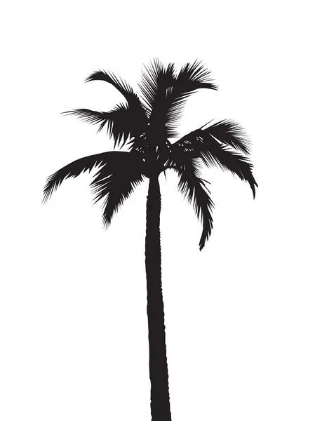 Silhouette Palmtree | Free stock photos - Rgbstock -Free stock ...