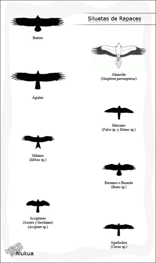 Siluetas de Rapaces « niukua