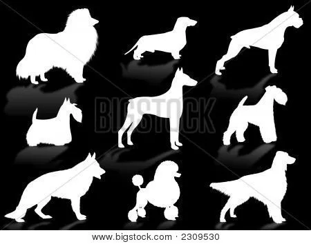 Silueta de razas de perros Fotos stock e Imágenes stock | Bigstock
