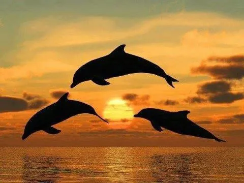 Siluetas de delfines saltando fuera del agua al atardecer - Anemon