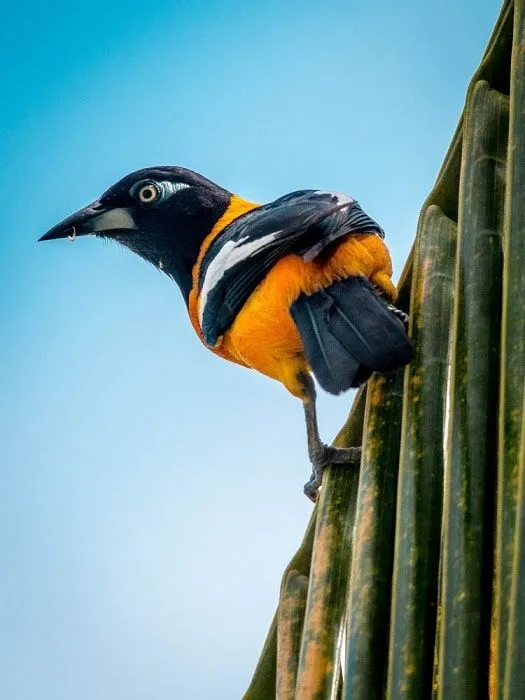 Los 3 Símbolos Naturales de Venezuela