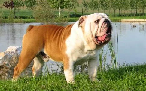 Los Simpáticos Perros Bulldog Ingles son de Excelente Compañía en ...