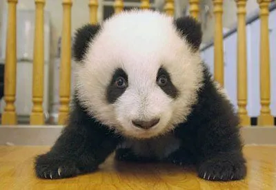 Oso Panda