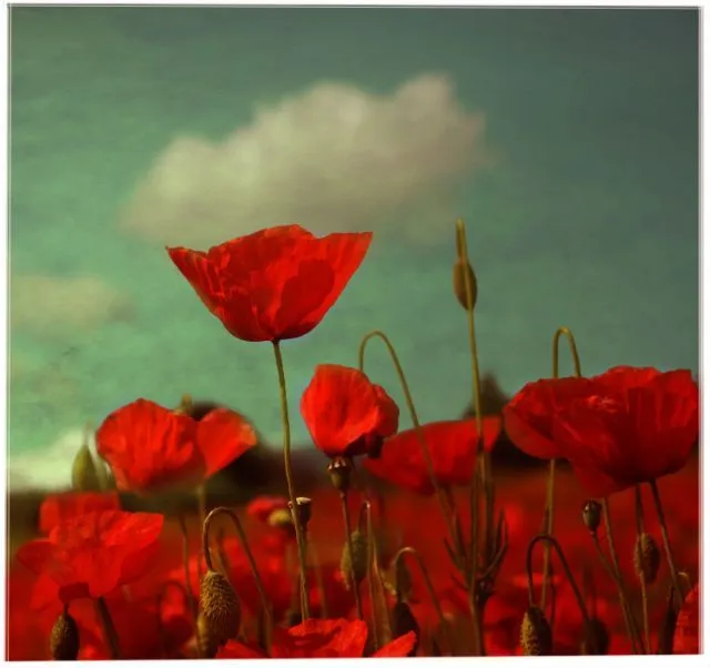 Sinfonía en Rojo | fotos de Naturaleza